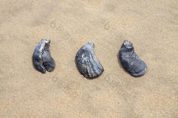 抽象的贝壳向指已提到的人海滩
