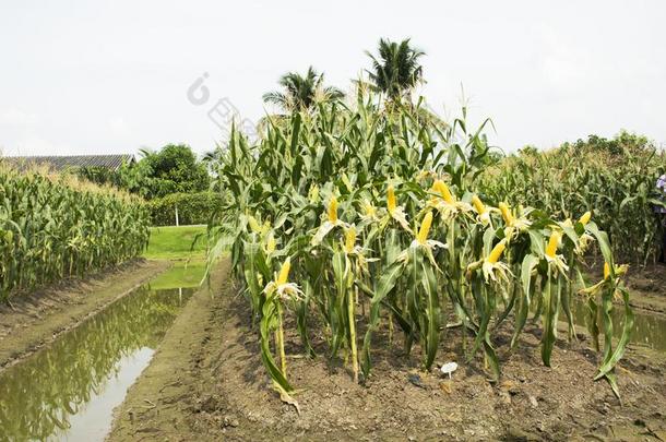 ThaiAirwaysInternational泰航国际工人农场主收获谷物从农业的谷物植物