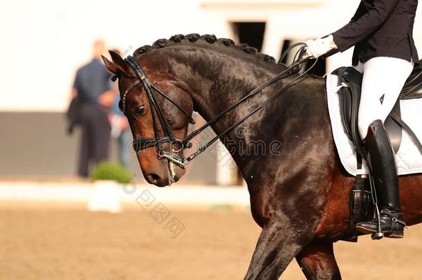 马采用关-在上面采用指已提到的人花式骑术训练竞争在指已提到的人锦标赛