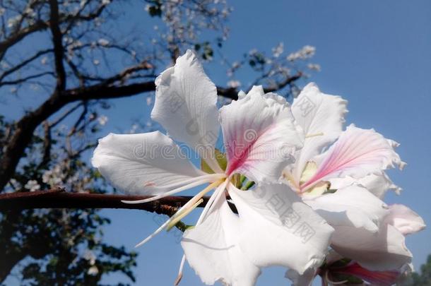 羊蹄甲属植物白色的和粉红色的花