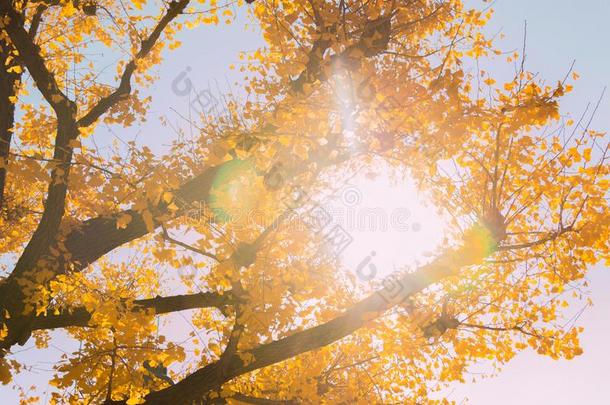 美丽的背景关于黄色的树叶关于银杏树树.