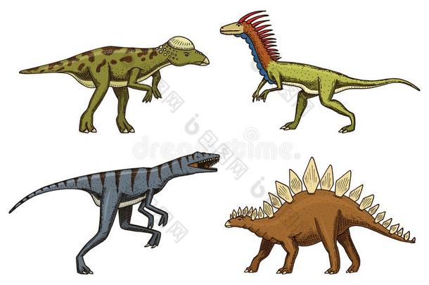 小的恐龙,恐爪龙,剑龙,迅猛龙,pachyce