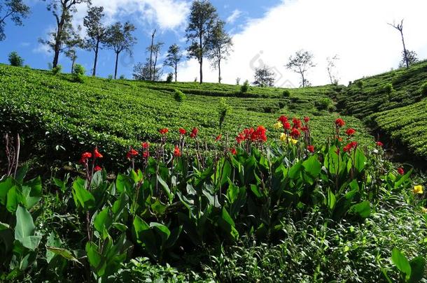 茶水种植园,斯里斯里兰卡,AustralianScientificIndustryAssociation澳大利亚科学工业协会