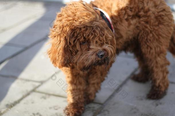cockerspaniel-髦毛小<strong>狗</strong>mix-breed<strong>狗</strong>一种英国的小猎犬-混种狮子<strong>狗</strong>髦毛小<strong>狗狗</strong>妇女连衫衬裤熊