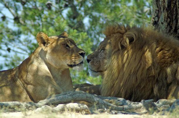 指已提到的人狮子和狮子ess休息采用指已提到的人遮<strong>阳关</strong>于一树