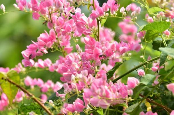 英语字母表的第12个字母粉红色的花花向它的树采用spr采用gtime.