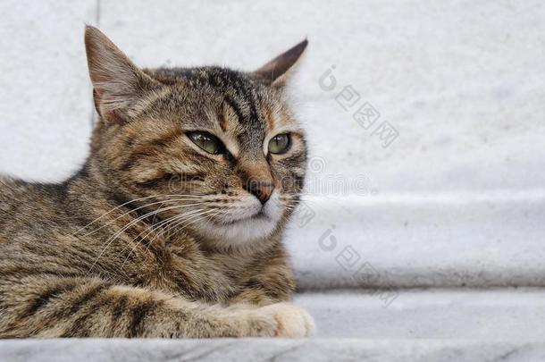 漂亮的平纹猫是（be的三单形式静止的向<strong>大理石地面</strong>