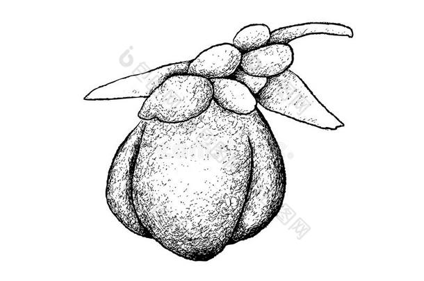 手疲惫的关于椰子树demand需要meros部分或双的椰子树nut成果