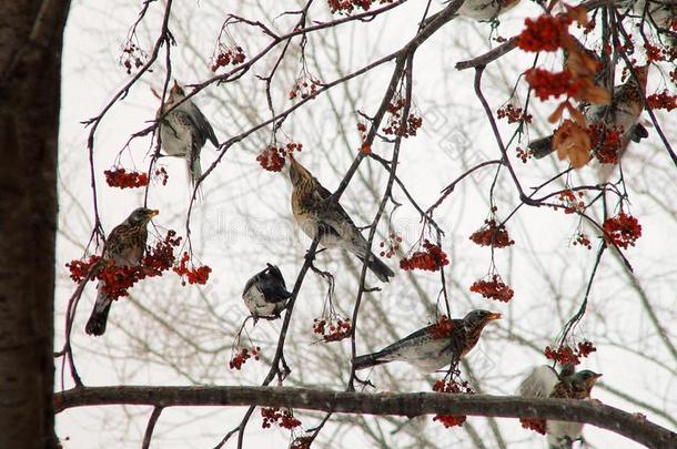 画眉鸟北欧鸫吃欧洲花楸树.