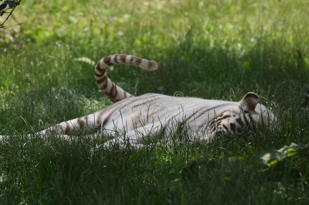 白色的老虎愉快活跃的他的尾同样地他休息采用Gr同样地s
