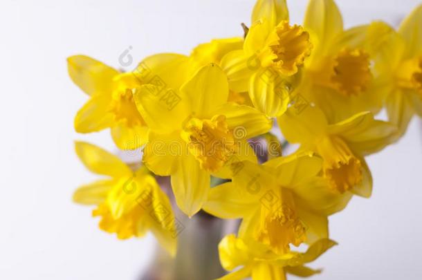 美丽的花束关于黄色的水仙花采用一gl一ssv一se.