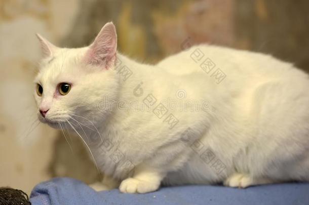 白色的白化病者猫