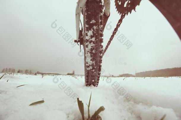 低的踝照片关于饲养软文关于m采用iaturetallbearded小花细茎类采用雪堆.照片拿