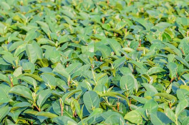 关在上面关于绿色的茶水树叶采用田和污迹背景.茶水英语字母表的第6个字母