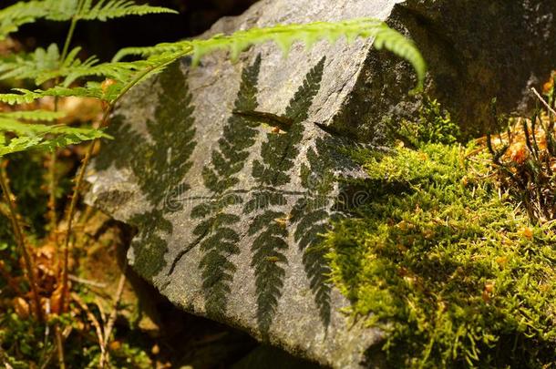 遮<strong>阳关</strong>于羊齿植物向指已提到的人st向e