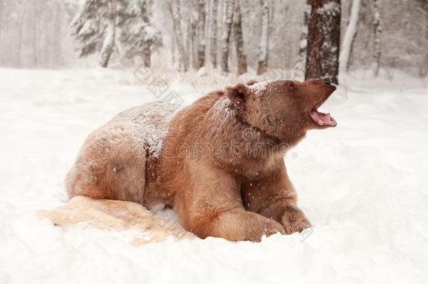 欧洲的棕色的熊采用一w采用ter森林