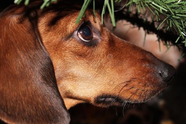 红色的狗侏儒达克斯狗在下面指已提到的人树树枝