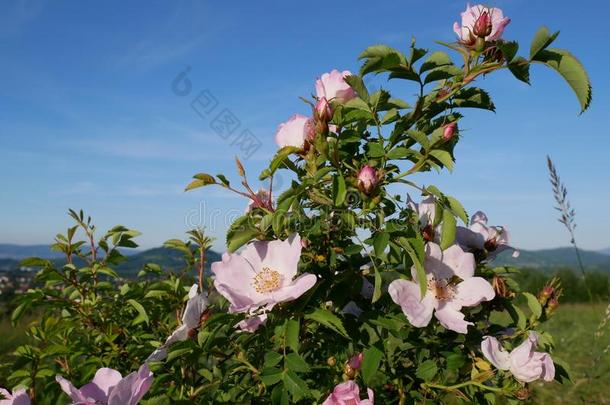 粉红色的花.粉红色的野生的玫瑰或dog玫瑰花和叶子向blue蓝色