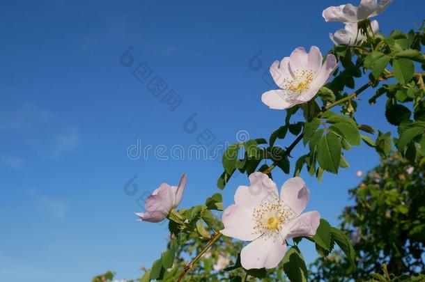 粉红色的花.粉红色的野生的玫瑰或dog玫瑰花和叶子向blue蓝色