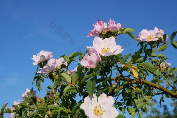粉红色的花.粉红色的野生的玫瑰或dog玫瑰花和叶子向blue蓝色