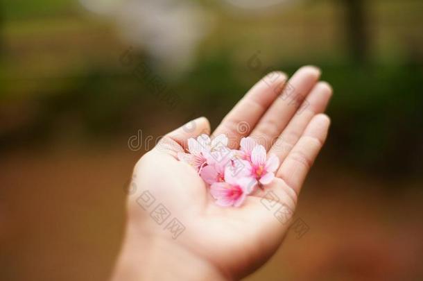 樱桃花采用我的手.樱桃花树枝和花.