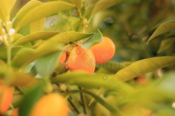 柑橘属果树成果关于指已提到的人金橘<strong>金桔</strong>属多样
