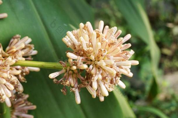 龙血树属植物<strong>桂</strong>花花