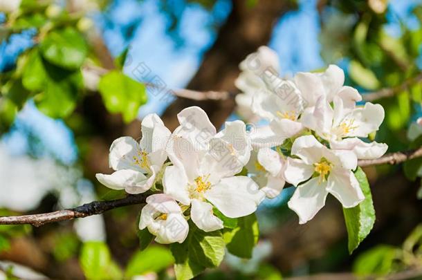 春季白色的花关于盛开的苹果树.自然的春季流