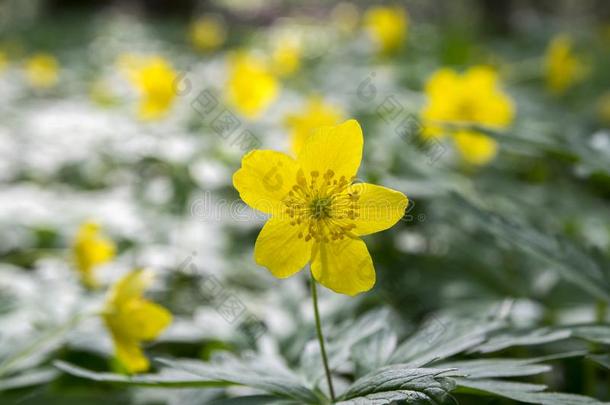 银莲花<strong>龙</strong>眼春季黄色的花采用花