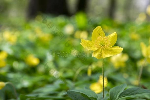 银莲花<strong>龙</strong>眼春季黄色的花采用花