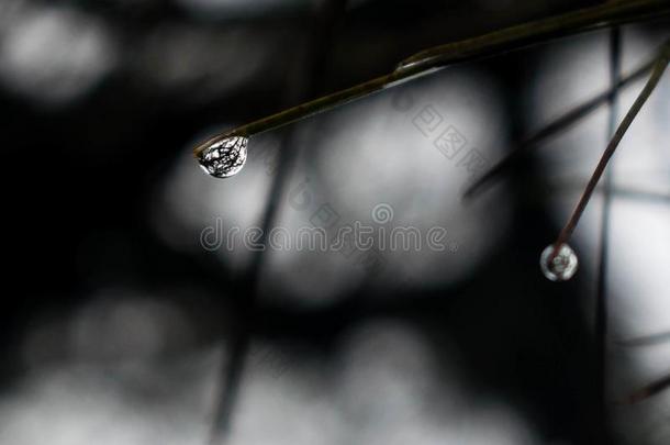 雨水珠,早晨水珠,草反射的向一r一in水珠