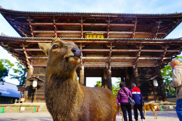 指已提到的人无辜的鹿在指已提到的人g在e关于东<strong>大吉</strong>庙在奈良