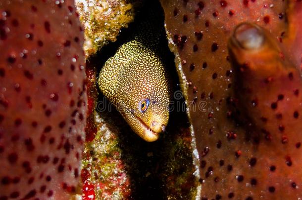 黄金项链海鳗鳝鱼很快地看出局关于红色的海绵