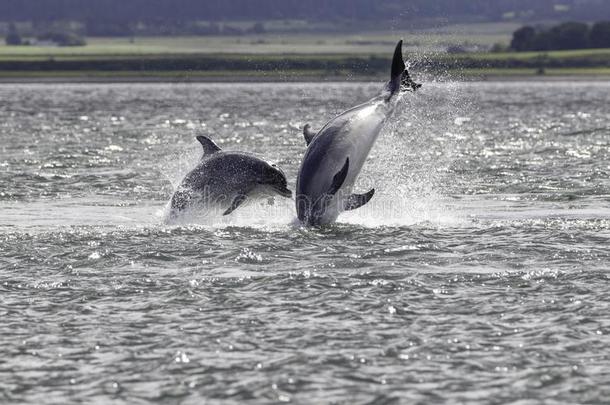 野生的宽吻海豚海豚宽吻海豚属坎