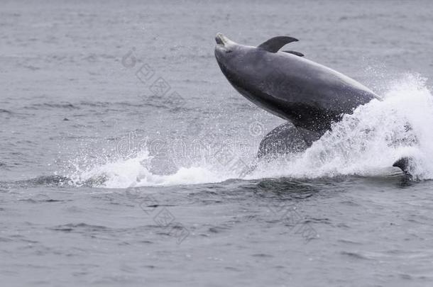 野生的宽吻海豚海豚宽吻海豚属坎