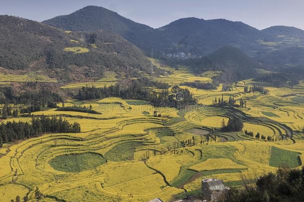 加拿大油菜田,油菜籽花田和早晨雾采用Luop采用g,