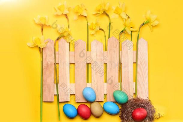 黄色的水仙,春季花在的后面木制的栅栏和复活节