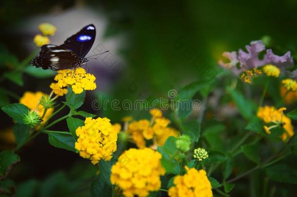美丽的黑暗的蝴蝶向黄色的花