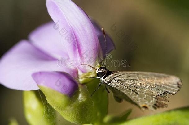 棕色的蝴蝶和被损坏的飞行章向一紫色的花