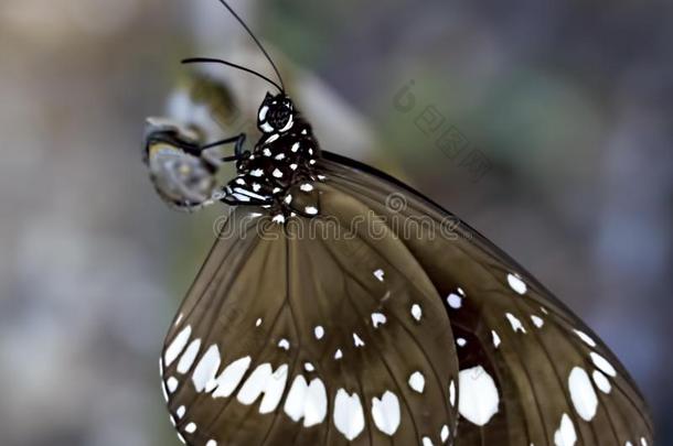 关在上面关于棕色的蝴蝶和白色的成交量和价格记录