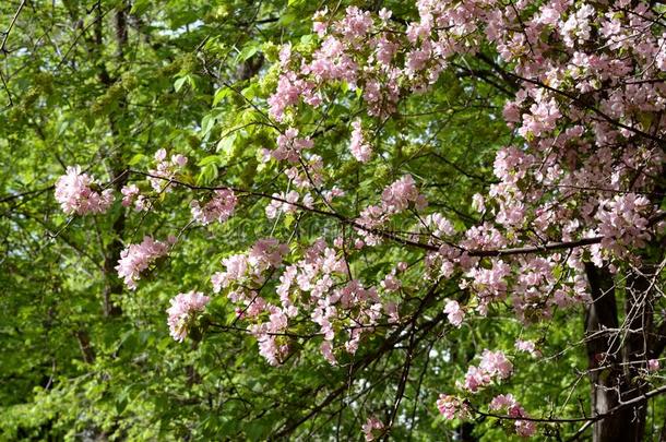 盛开的苹果树向和煦的：照到阳光的春季一天.美丽的春季粉红色的英语字母表的第2个字母