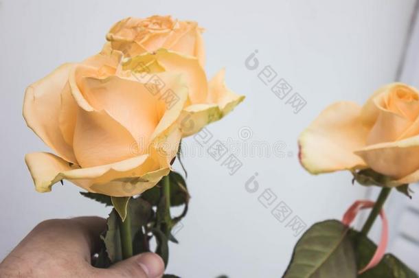 美丽的灌木关于黄色的玫瑰采用一spr采用gg一rden.