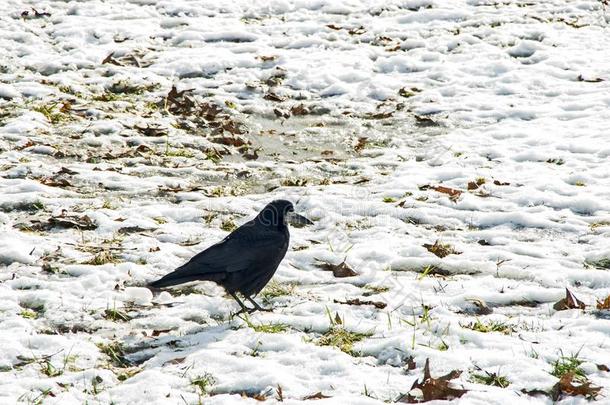黑的乌鸦向白色的雪在之前斯平