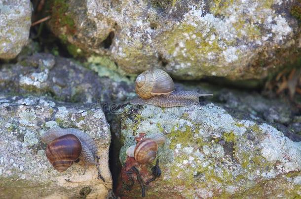 蜗牛<strong>活动</strong>的向老的多岩石的<strong>墙</strong>