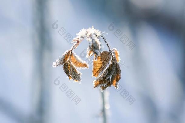 树叶关于金涂层寒冷的有雕刻的冰水晶采用指已提到的人花园