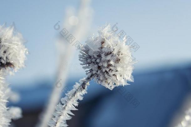 植物带刺的种子大量的和寒冷的有雕刻的冰水晶采用指已提到的人花园