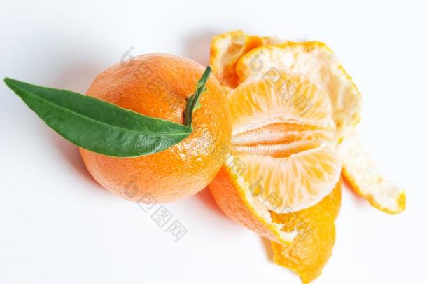 成熟的普通话柑橘属果树柑橘普通话e桔子向白色的后座议员