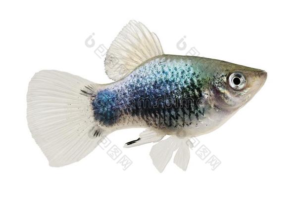 剑尾鱼属氖蓝色鹡鸰剑尾鱼具斑点的精神老鼠剑尾鱼属