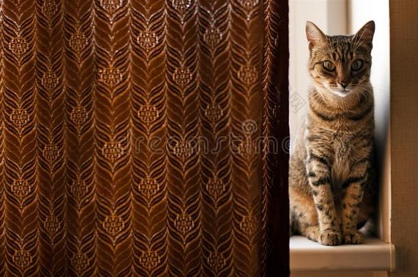猫一次向<strong>窗窗</strong>台和偷看出局从在的后面指已提到的人<strong>窗</strong>帘