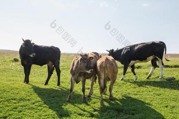 母牛放牧山草地
